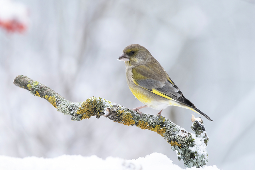 Yellow Wagtail