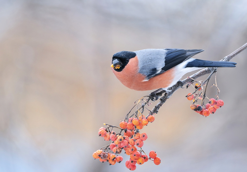 Bullfinch