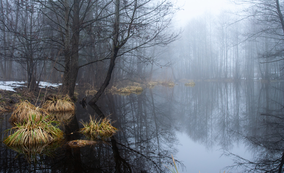 Foggy morning