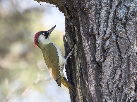 green woodpecker