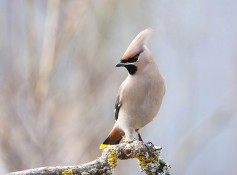 waxwing