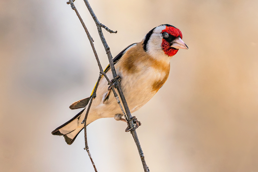 Black-goldfinch