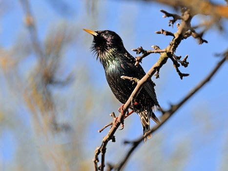 Starling