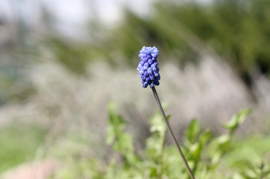 Spring.