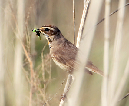 Bluethroat