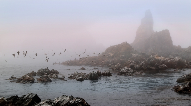 Fog