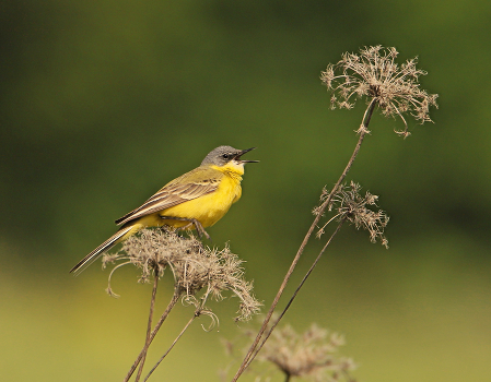 Yellow Wagtail