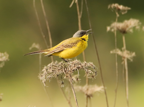 Yellow Wagtail