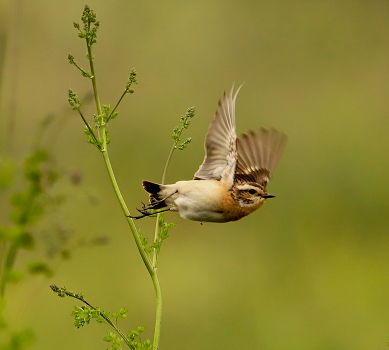Whinchat