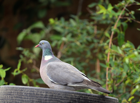 Ringdove