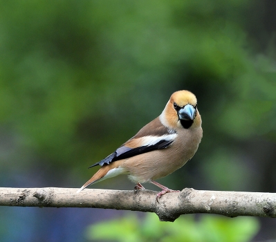 Grosbeak