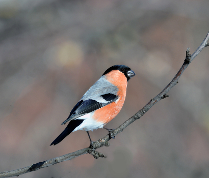 Bullfinch