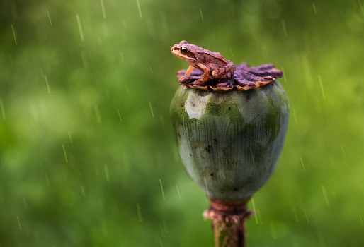And the rain comes ...