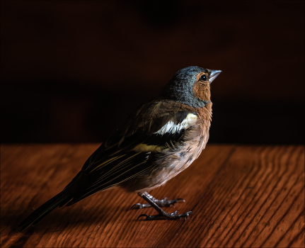 Finch