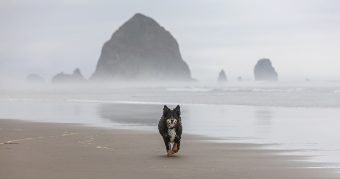 Dog on the beach