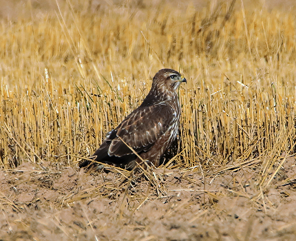 Buzzard