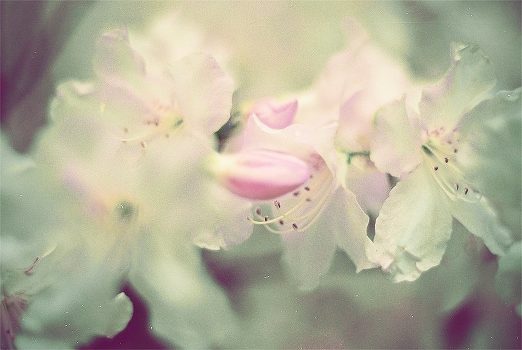 Bloc Party - Rhododendron/ гармония