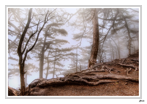 Mountains. Spring. Fog