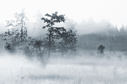 fog