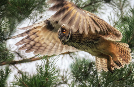 In flight