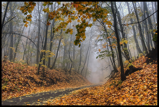 in the autumn forest