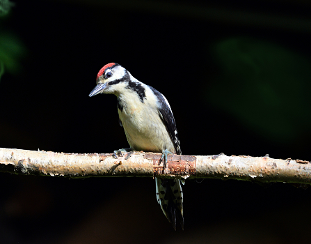 Woodpecker