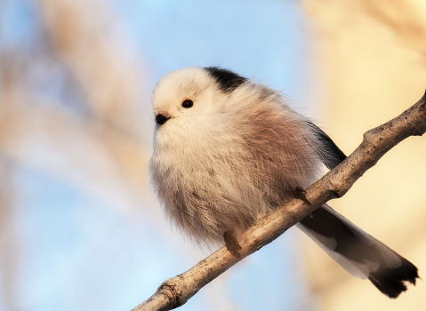 dandelion.