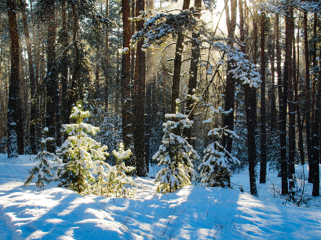Enchanted Forest.