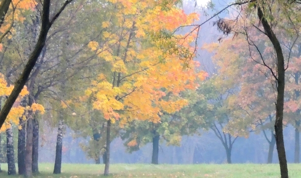 Misty autumn