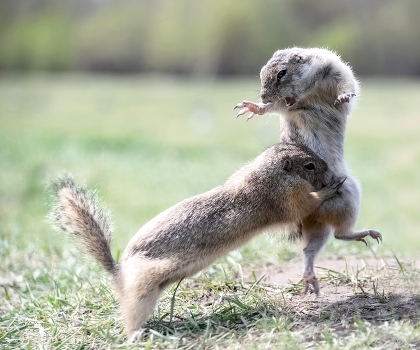 Duel
