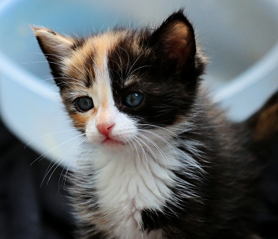 Kitty