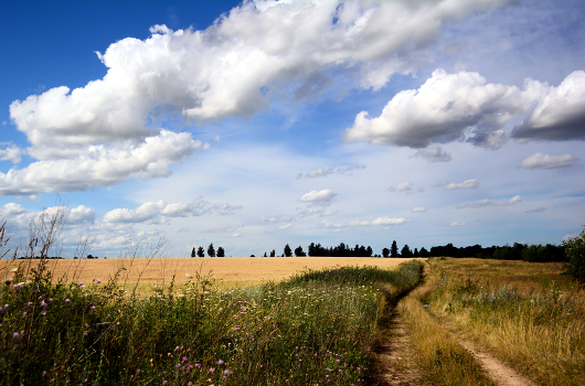 expanse of summer