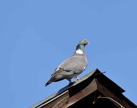 Ringdove