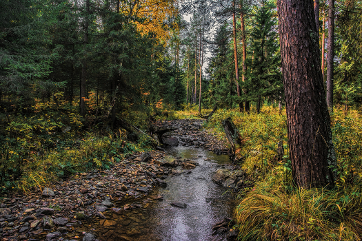 Forest River