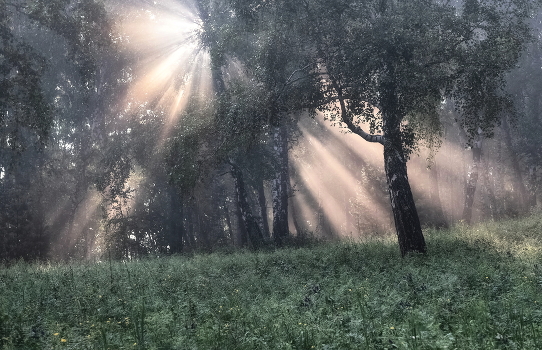 Morgennebel