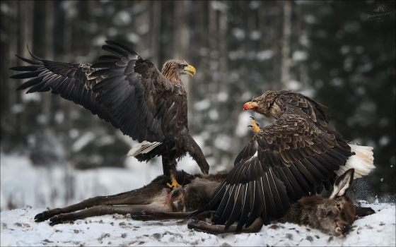 FIGHT !