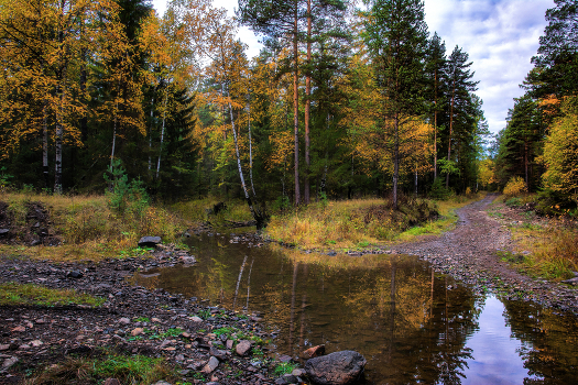 Autumn forest