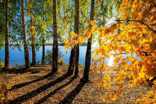 Autumn Gold