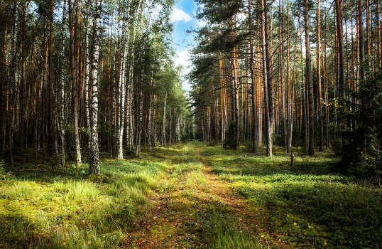 Early Autumn