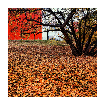 Red Gold