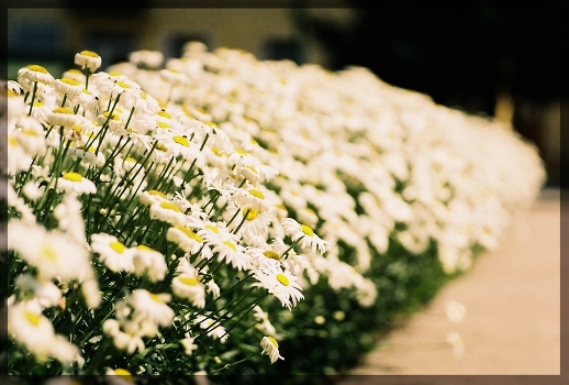 Prospect daisies