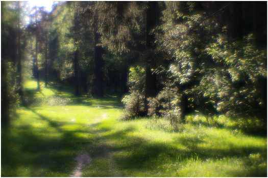 Morgen im Wald