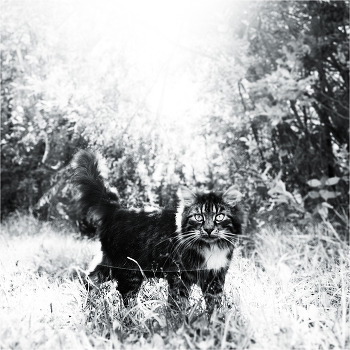 Sunny Cat