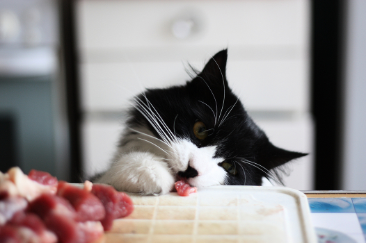 THIEF!