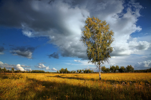 gold autumn