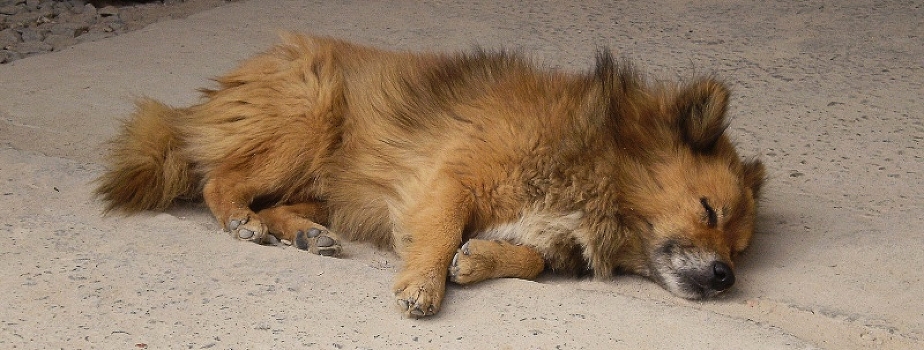 Dog
