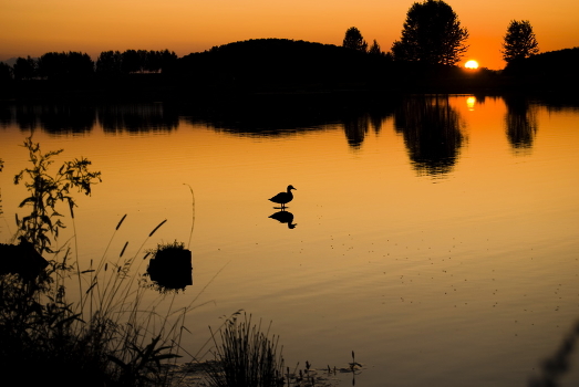 Ente und ein Sonnenuntergang