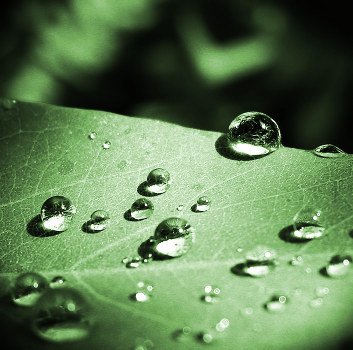 After the rain