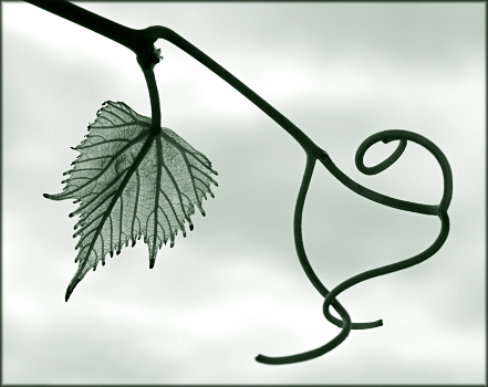 Handwriting Nature