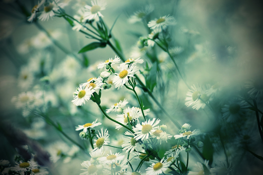 Daisies